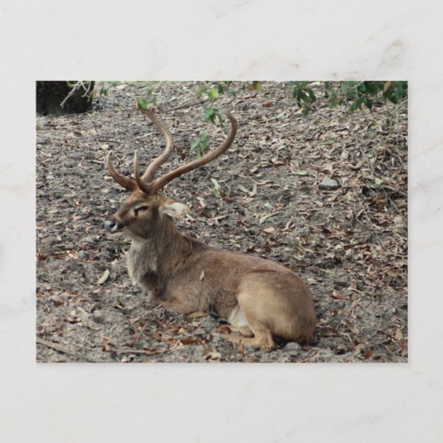 Eld's Deer Postcard (Front)