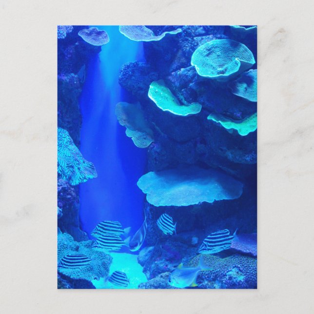 Electric Blue Fish Postcard (Front)