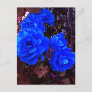 Electric blue Roses Holiday Postcard