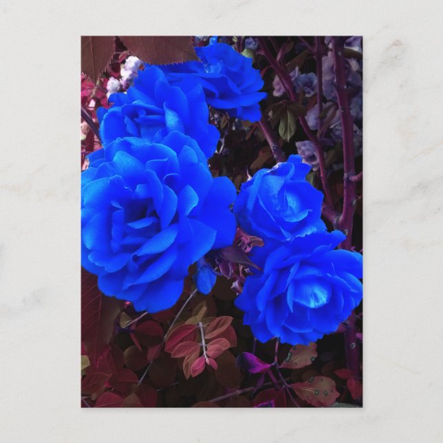 Electric blue Roses  Holiday Postcard (Front)
