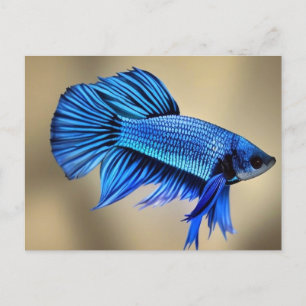 Electric Blue Siamese Fighting Fish Postcard