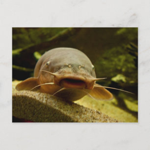 Electric catfish postcard