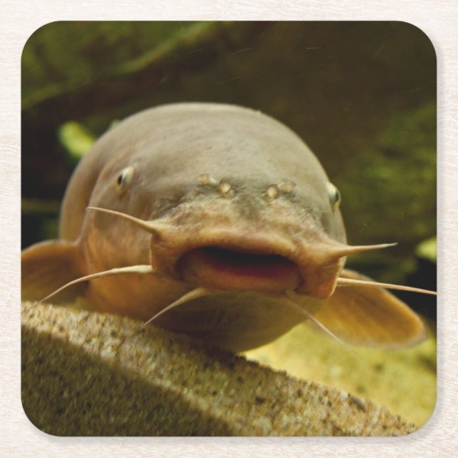 Electric catfish square paper coaster (Front)