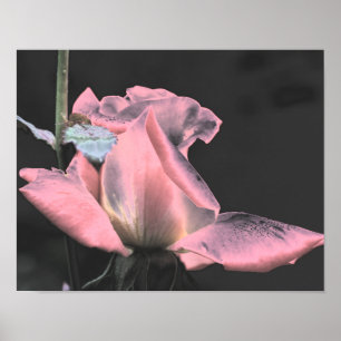 Electric Pink Rosebud Abstract Flower Art Poster