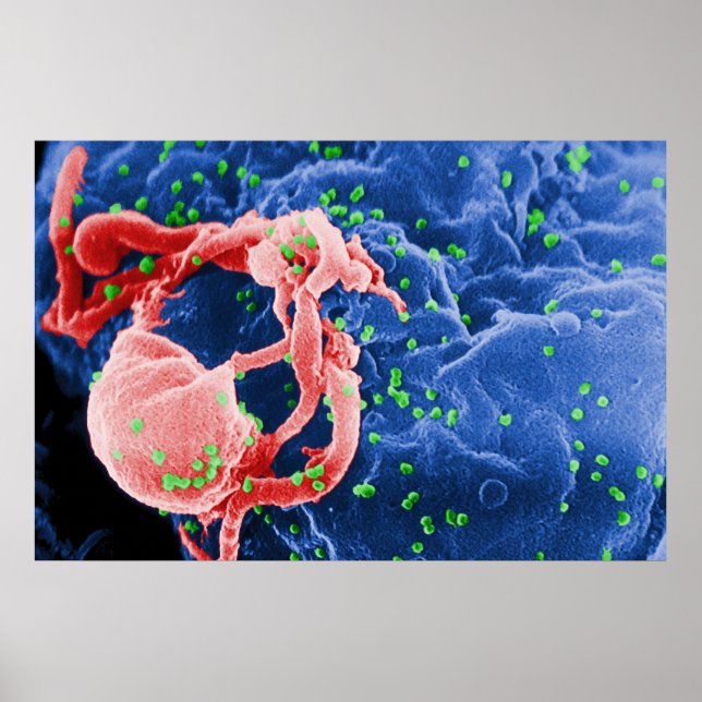 Electron Micrograph of HIV-1 Budding Lymphocyte Poster (Front)