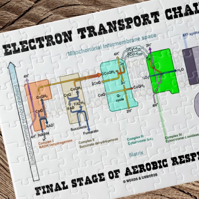 Electron Transport Chain Final Stage Of Aerobic Jigsaw Puzzle (Jigsaw puzzle featuring "Electron Transport Chain - Final Stage Of Aerobic Respiration".)
