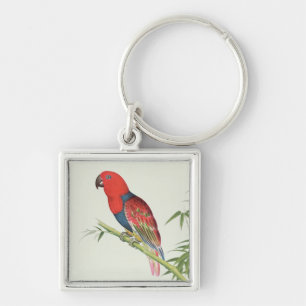 Electus Parrot, on a bamboo shoot Key Ring