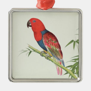 Electus Parrot, on a bamboo shoot Metal Tree Decoration