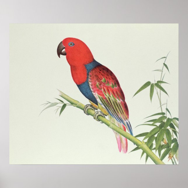 Electus Parrot, on a bamboo shoot Poster (Front)