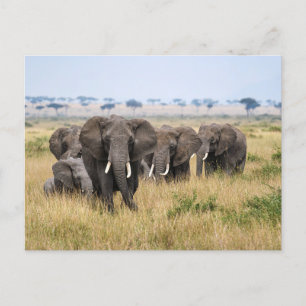 Elefanten in der Masai Mara Postcard