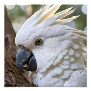 Elegance in White: The Majestic Aussie Cockatoo Photo Print