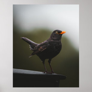 Elegance of the Common Blackbird Fine Art Poster