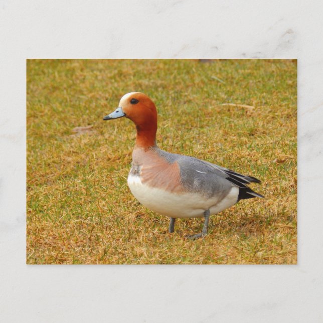 Elegance Postcard (Front)