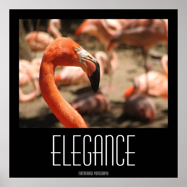 Elegance Poster! Poster (Front)