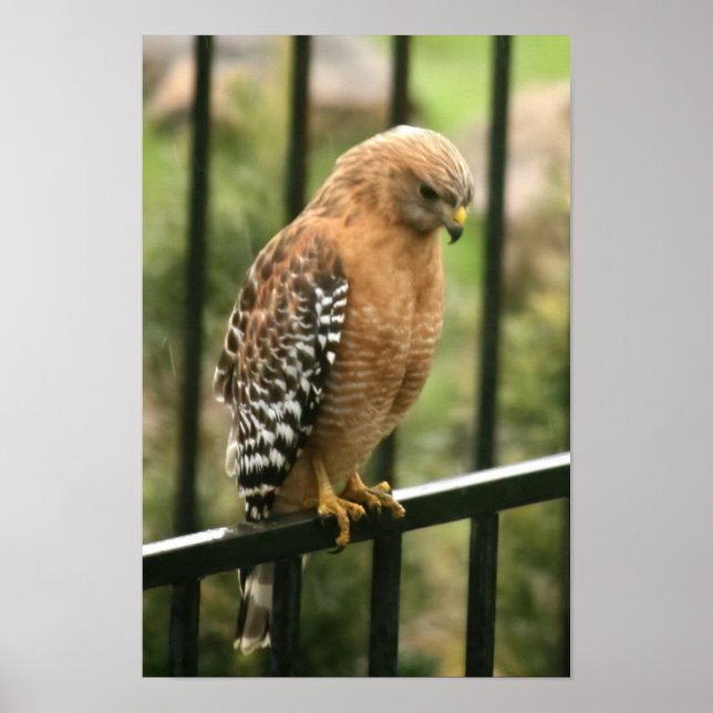 "Elegance" Red Shouldered Hawk Poster (Front)