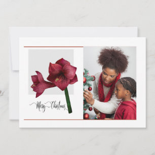 Elegant 1 Photo with Amaryllis Flower, Christmas