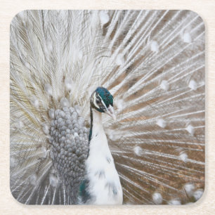 Elegant Albino Peacock Square Paper Coaster