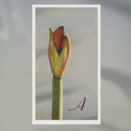 Elegant Amaryllis Bud Minimalist Napkin