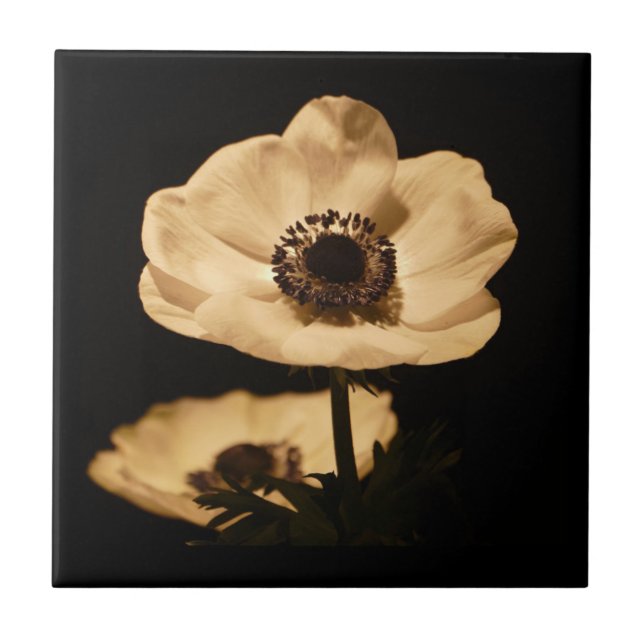Elegant Anemone Flower Black Tile (Front)
