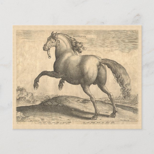 Elegant Antique Engraving of Spanish Horse Flyer (Front)