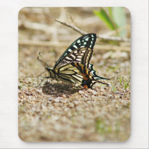 Elegant Asian Swallowtail Butterfly - Detailed Mac Mouse Mat