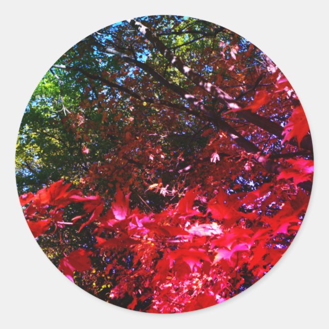 Elegant Autumn trees red pink leaves  Classic Round Sticker (Front)
