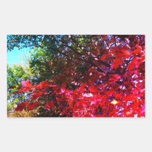 Elegant Autumn trees red pink leaves  Rectangular Sticker