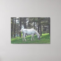 Elegant Beautiful White Horse Original Art