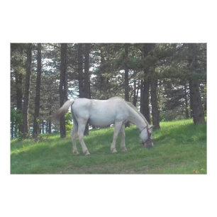 Elegant Beautiful White Horse Original Art Photo Print