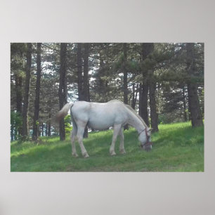 Elegant Beautiful White Horse Original Art Poster