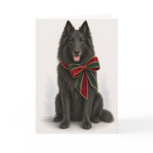 Elegant Belgian Sheepdog Christmas Card