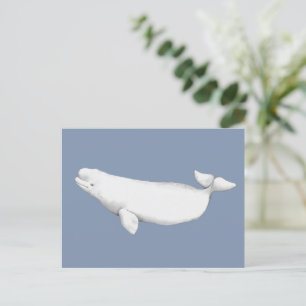  Elegant Beluga Whale Book Illustration    Postcard
