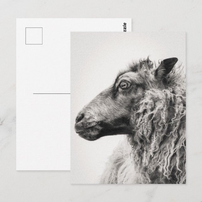 Elegant Black and White Sheep Profile Postcard (Front/Back)