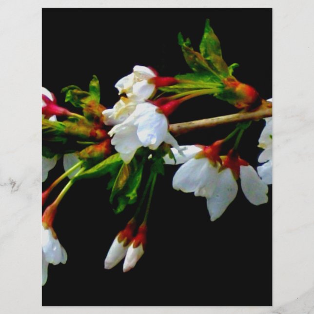 Elegant Black White flowering white Blossom (Front)