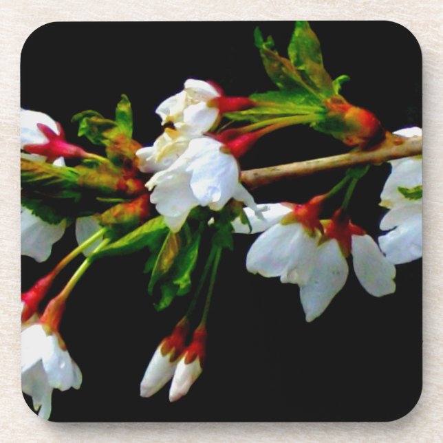 Elegant Black White flowering white Blossom Coaster (Front)