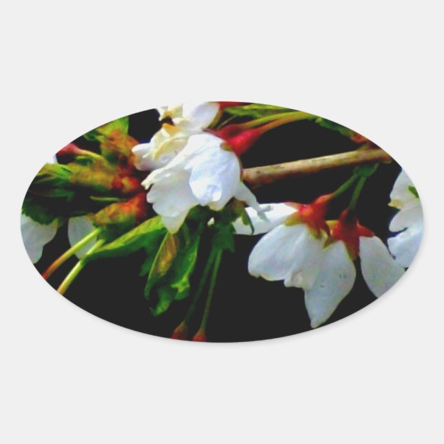Elegant Black White flowering white Blossom Oval Sticker (Front)