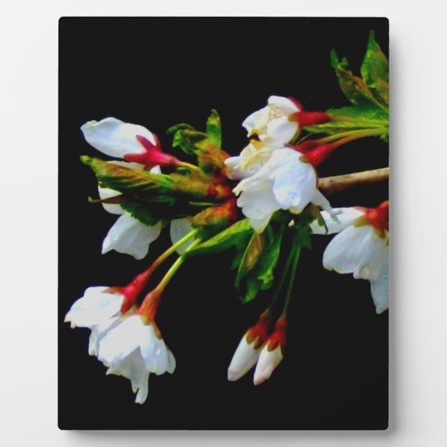 Elegant Black White flowering white Blossom Plaque (Front)