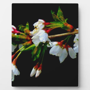 Elegant Black White flowering white Blossom Plaque