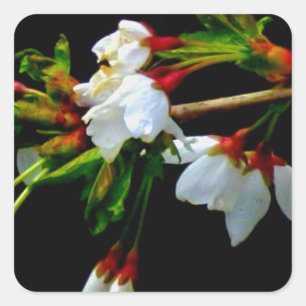 Elegant Black White flowering white Blossom Square Sticker