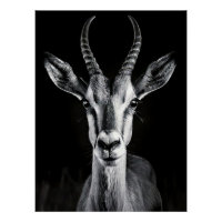 Elegant Black & White Gazelle Fine Art Photo