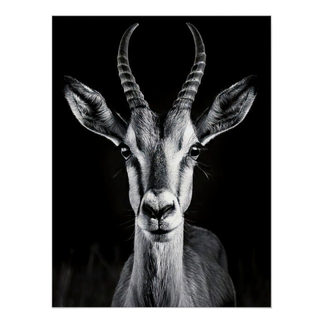 Elegant Black & White Gazelle Fine Art Photo Poster (Front)