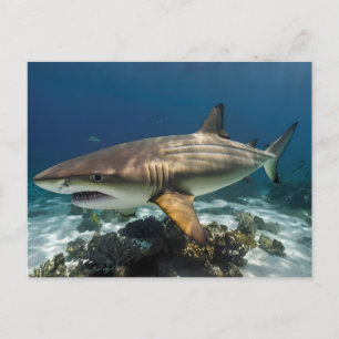 Elegant blue and white shark fish Personalised Holiday Postcard