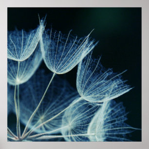 Elegant Blue Dandalion Botanical Macro Abstract Poster