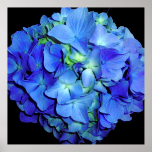 Elegant blue floral blue roses blue hydrangeas poster