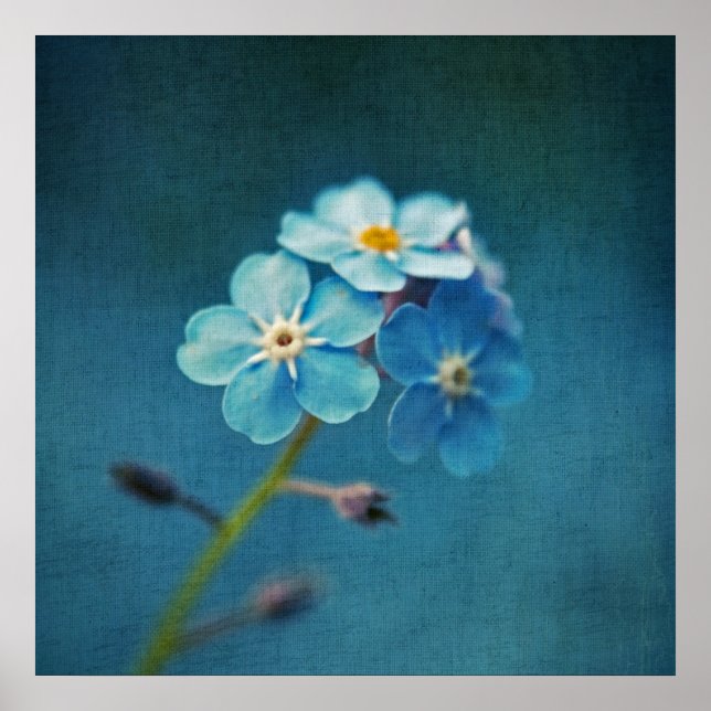 Elegant Blue Forget-me-not Flowers Macro Poster (Front)