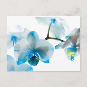 Elegant Blue Orchids Custom Postcard