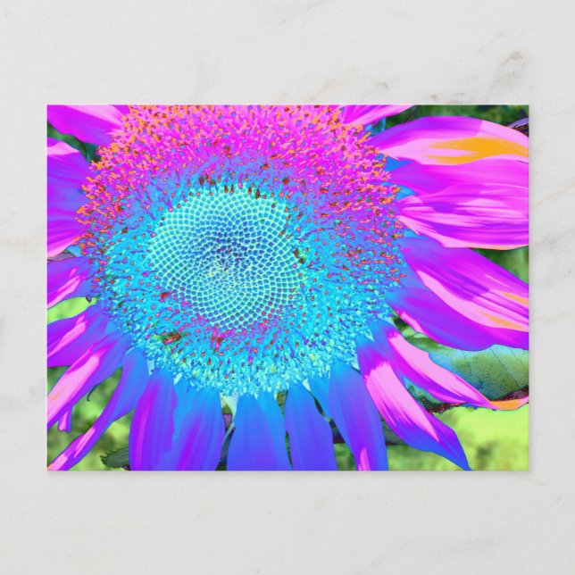 Elegant Blue pink purple retro sunflower  Postcard (Front)
