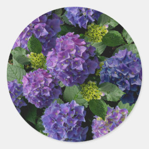 Elegant blue purple magenta green floral hydrangea classic round sticker