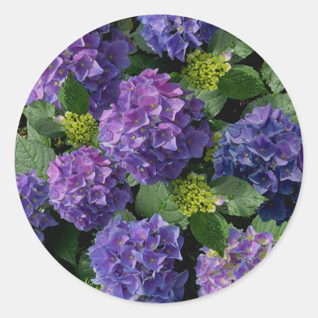 Elegant blue purple magenta green floral hydrangea classic round sticker (Front)