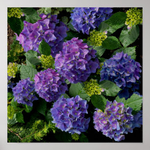 Elegant blue purple magenta green floral hydrangea poster